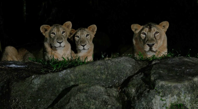 leones-singapur-covid-19.jpg