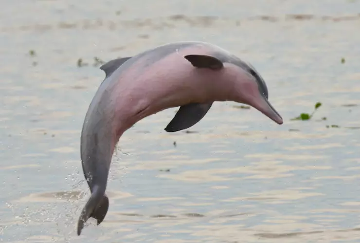 Delfín de agua dulce tucuxi
