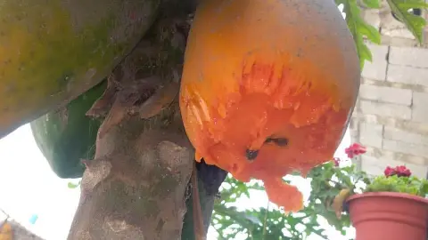 viral gatito