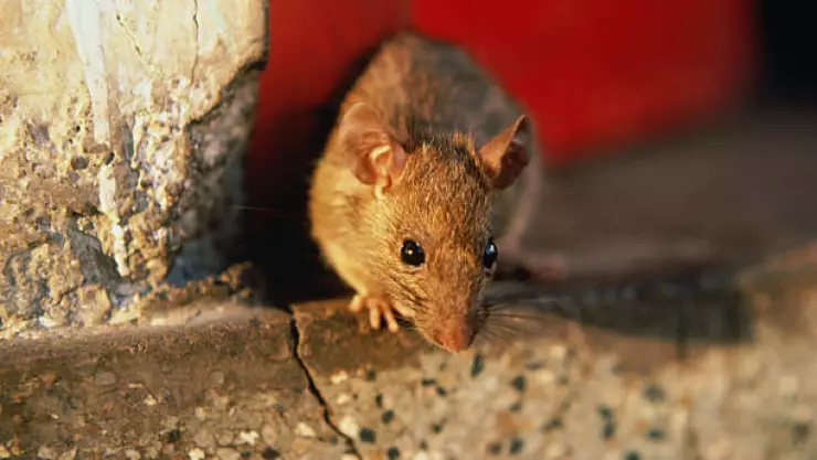 ¡Insólito! Rescatan a bebé con 50 mordidas de ratas