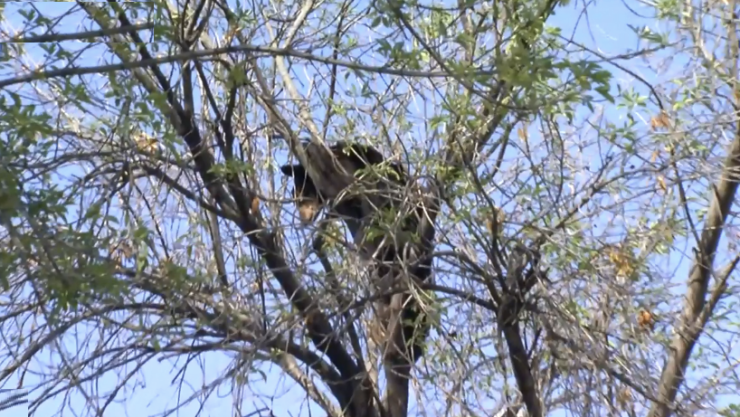 Un ejemplar de oso negro, trepó a la parte alta de un árbol al interior de la Universidad Autónoma de Nuevo León (UANL).