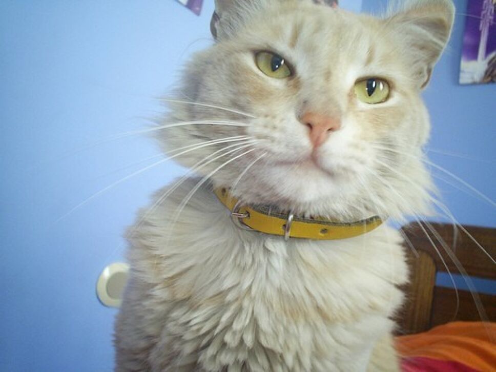 gato 1