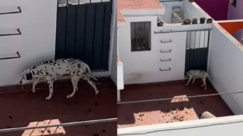 Vecinos de Mixcoac reportan una perrita que vive en condiciones deporables