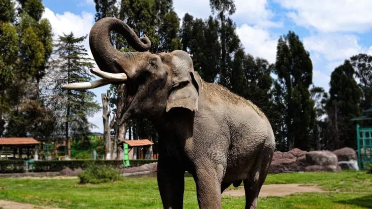 “Ted” era recordado por ser un elefante muy juguetón