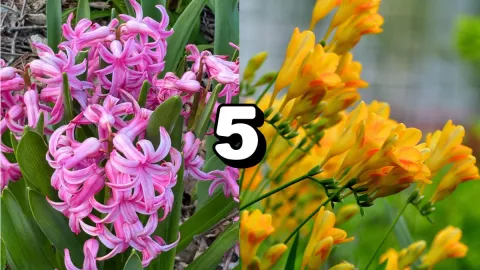 /estilo-de-vida/perfume-natural-flores-marzo-aroma