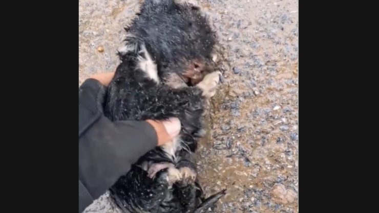 _Joven rescata a cachorro de oso y se vuelve viral.png