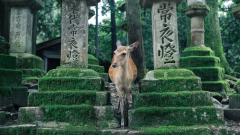 nara-japon