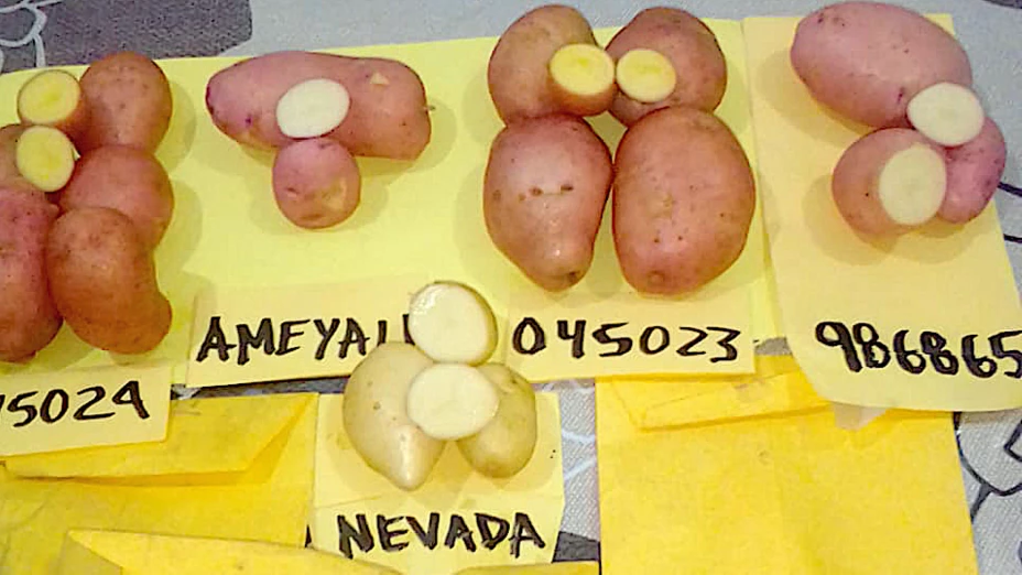 Papas foto IN IFAP.png