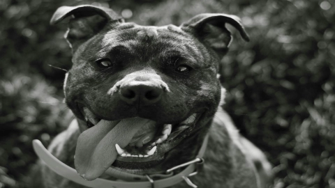 Pitbull es arrastrado por camioneta en Jalisco; dueño dice que fue por estar peleando