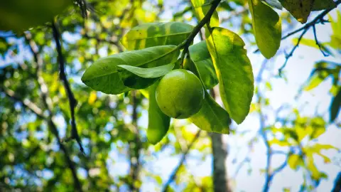 Limón