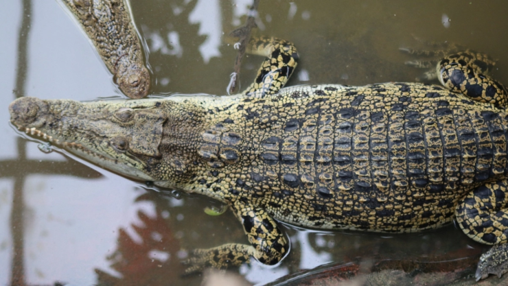 Cocodrilo