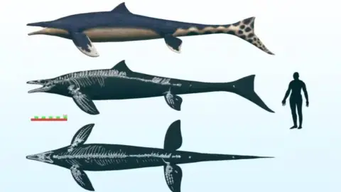 El dragón azul es posiblemente el antesesor del tiburón blanco