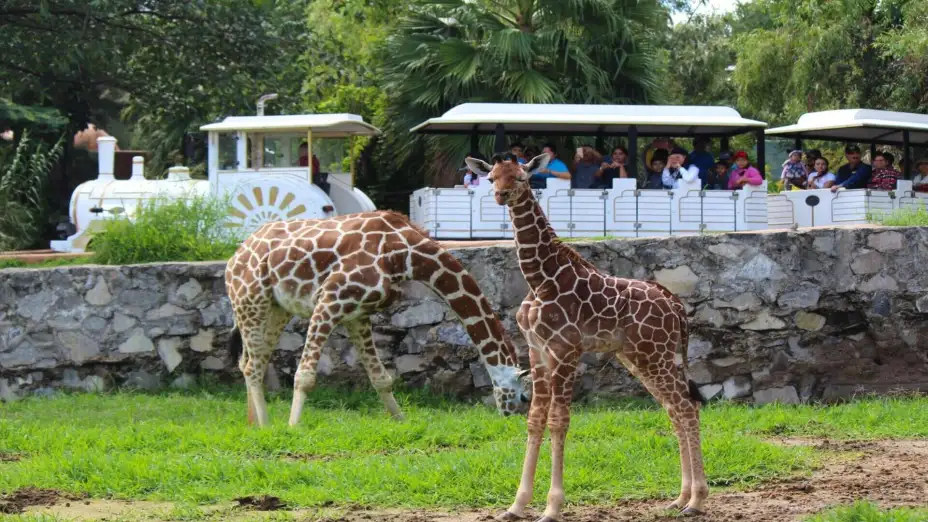 Actividades de Semana Santa y Pascua en el Zoológico Guadalajara.jpg