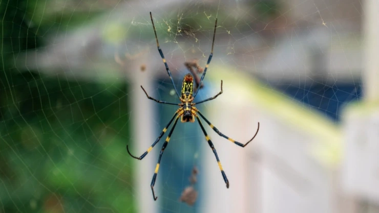 Arañas venenosas invaden Nueva York en Estados Unidos
