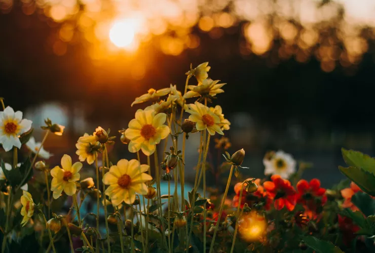 Esta es tu flor de la suerte según tu fecha de nacimiento