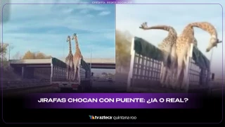 Jirafas chocan con puente: video viral genera debate sobre si es real o creado con inteligencia artificial