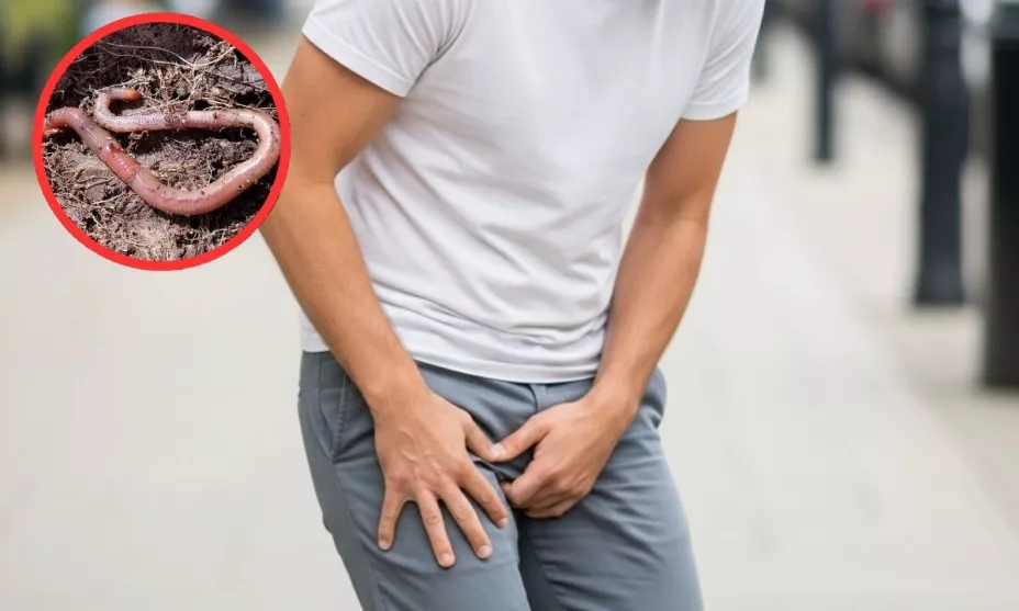 gusano