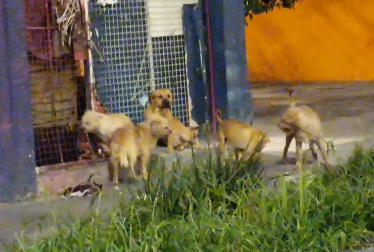 PERROS COLONIA GUERRERO.jpeg