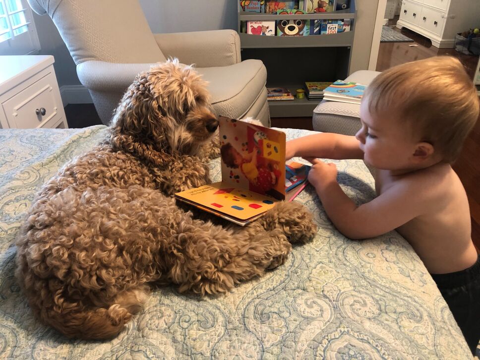 Biblioteca, perritos, niño 3.jpg