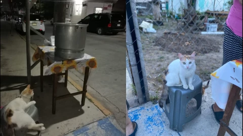 michitamalitos tamales tampico