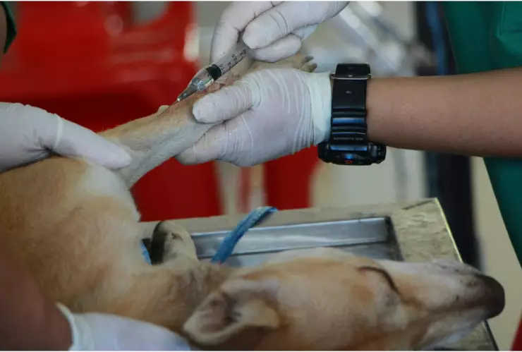 ¿Cuándo abre el Hospital Veterinario en Aguascalientes_ Esto sabemos