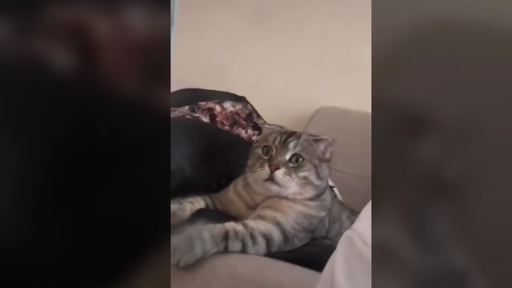 gato