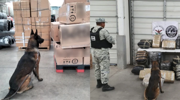 binomio canino marihuana guanajuato