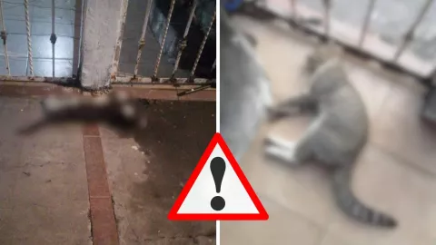 Habitantes piden denunciar el envenenamiento de gatos en Veracruz
