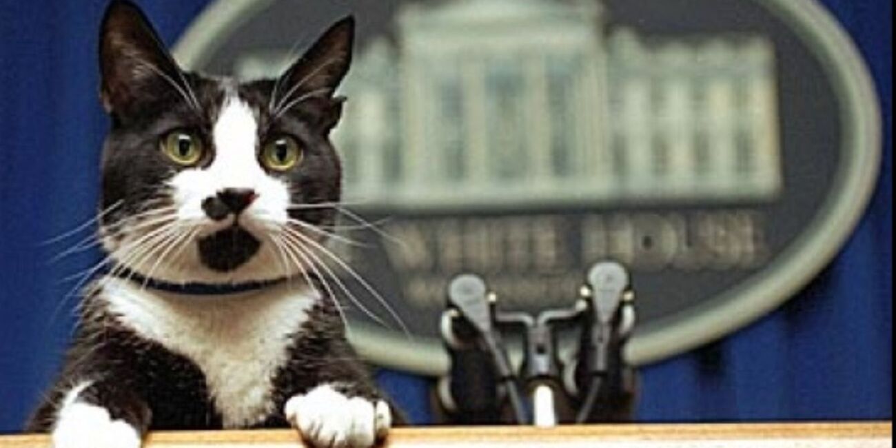 International Cat Day August 8