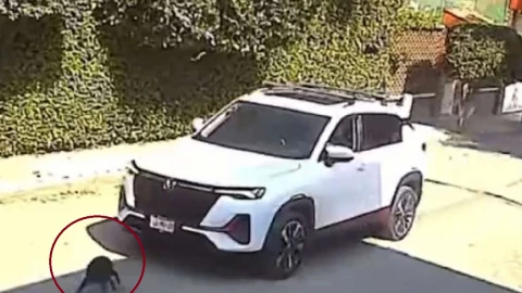 atropellan a perrito en edomex