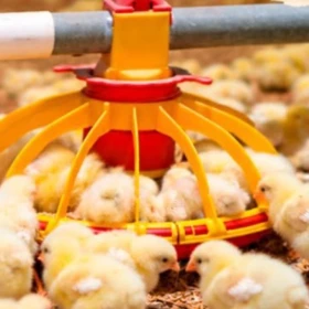 ¡Alerta por brote de Newcastle! México frena importación avícola de Brasil; ¿Qué productos están res.jpg
