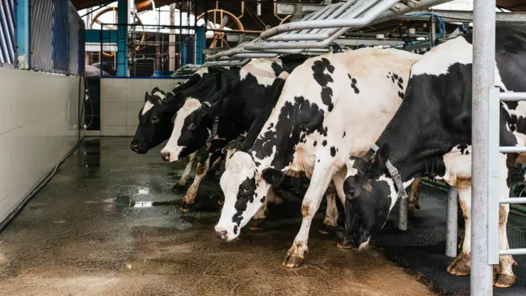 Sequía abasto de leche