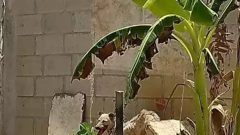 FOTO Reportan posible caso de maltrato animal en Yucatán