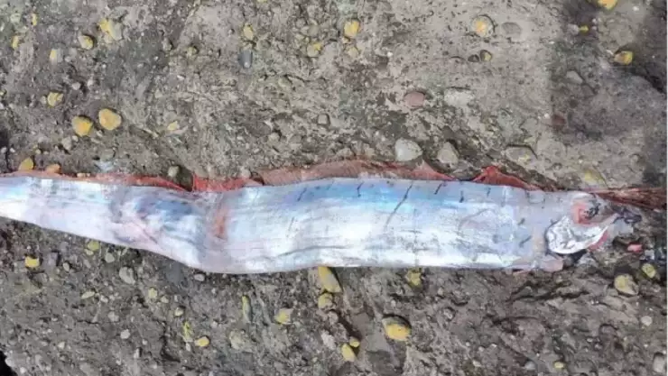 Hallan en playa de Chile el ‘pez del fin del mundo’, ¿hay que temer?