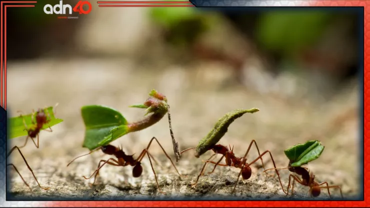 Así se ve la cara de una hormiga a través de un microscopio