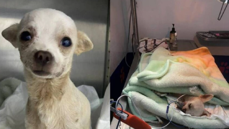 muere pinky perrito chihuahua