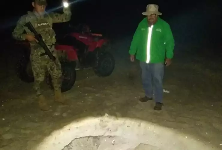 Tortuga golfina Semar