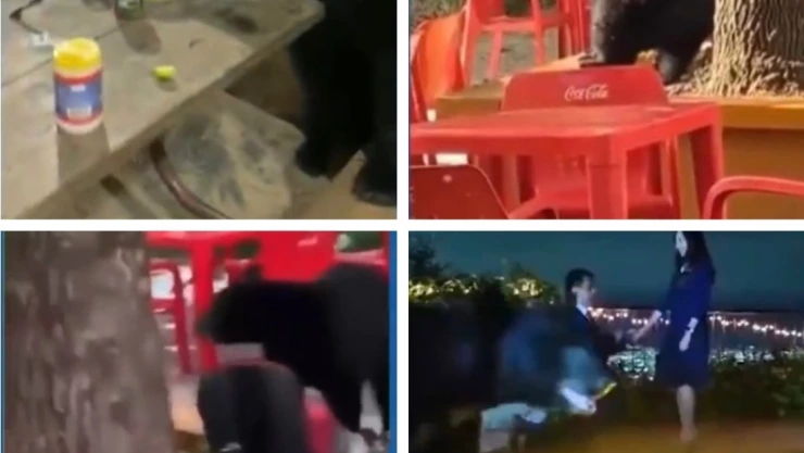 Osos virales de internet 2022_.jpg