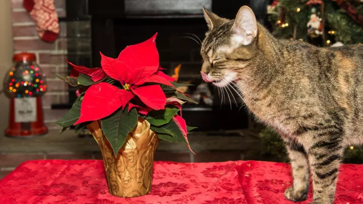 Flor de nochebuena es tóxica para las mascotas