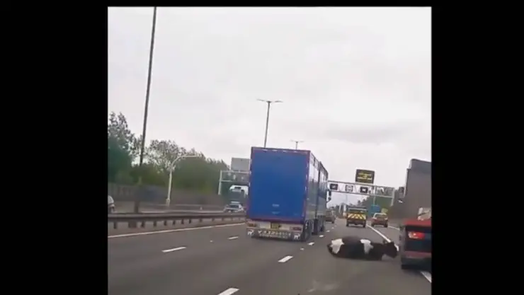 Vaca viral