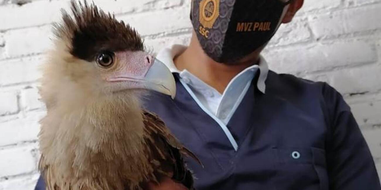 Ave rescatada en Iztapalapa