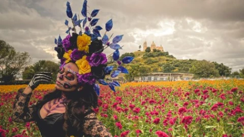 El cempasúchil, un pedazo de sol que ilumina el sendero