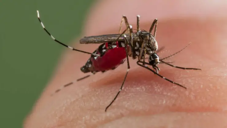 Reportan 7 fallecidos por dengue en Quintana Roo, entre ellos menores de edad