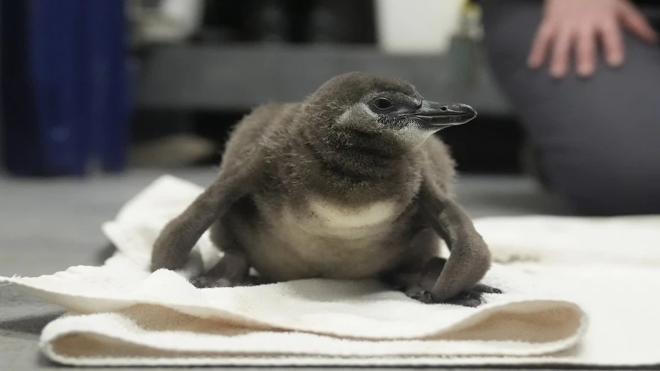 CALIFORNIA-MUSEO-PINGÜINOS