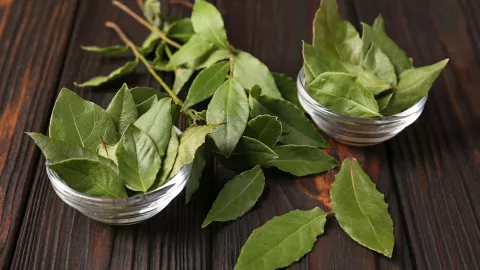 ¿Por qué las personas ponen hojas de laurel bajo la almohada?