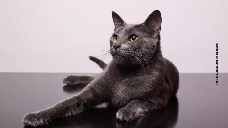 &iquest;Por qu&eacute; los gatos corren repentinamente?