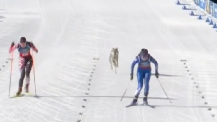 Un perro lobo irrumpió en la pista de esquí de fondo durante los Juegos Olímpicos de Invierno Milán Cortina 2026