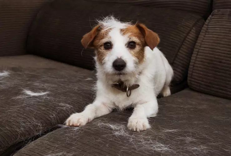 Cómo evitar la caída del pelo en tu perro con estos remedios caseros