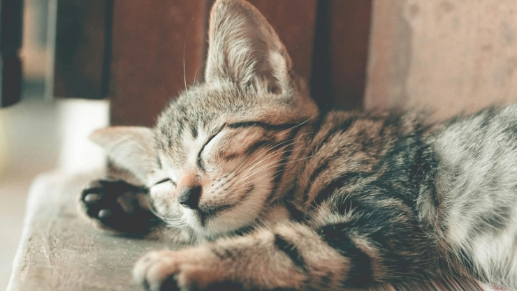 mujer-comia-gato-yucatan