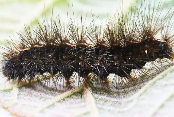 ¿Gusanos azotadores son peligrosos o no?